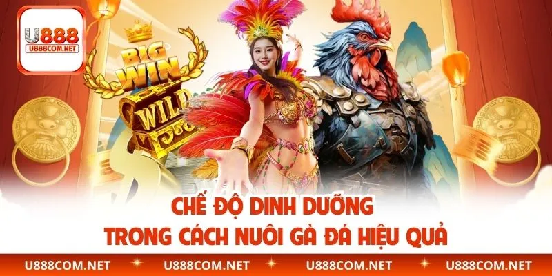 Chế độ dinh dưỡng trong cách nuôi gà đá hiệu quả